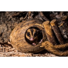 Petauro del Azúcar - Petaurus breviceps